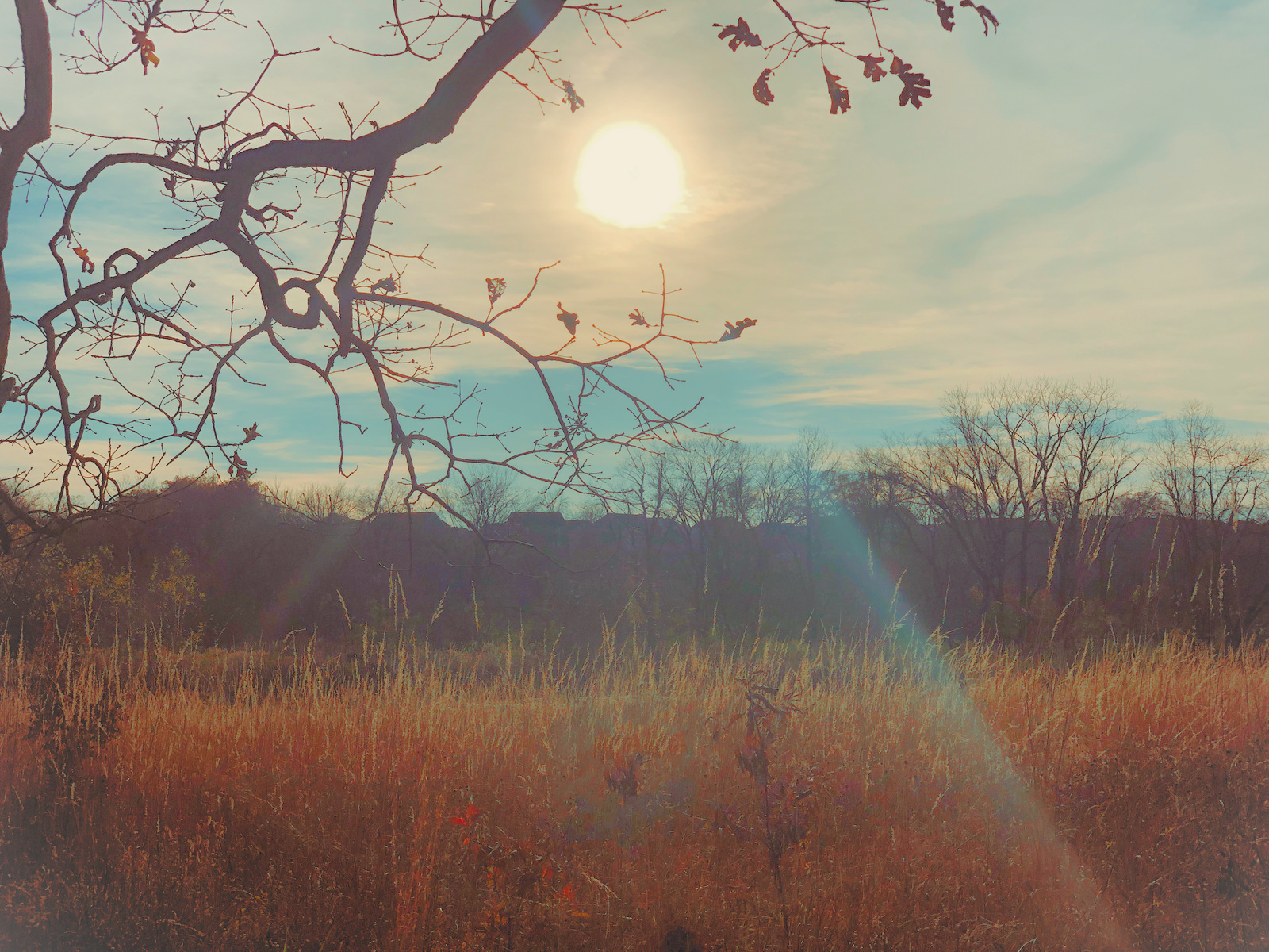 Photo of a mid-day grassy field with bare trees and sun in the sky