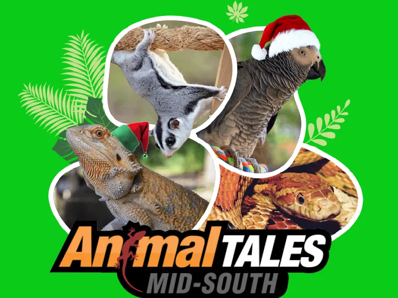 Animal Tales and some featured ambassadors from left to right; a bearded dragon, sugar glider, african gray parrot, and a gopher snake.